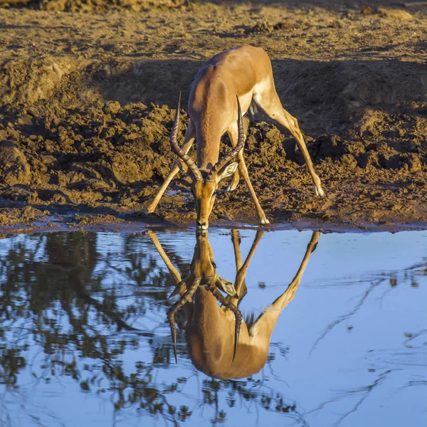 Κοινή Impala στο εθνικό πάρκο Κρούγκερ, Νότια Αφρική — Φωτογραφία Αρχείου