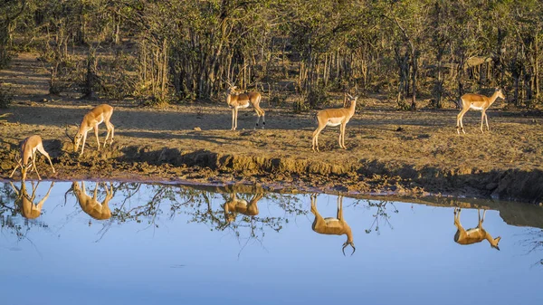 常见的黑斑羚在南非克鲁格国家公园 — 图库照片
