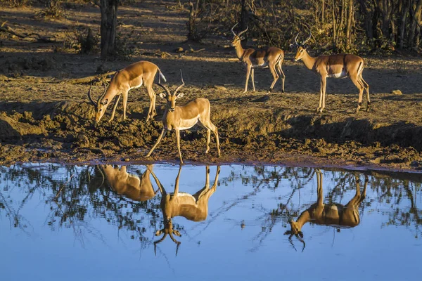 Impala común en el Parque Nacional Kruger, Sudáfrica —  Fotos de Stock