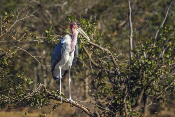 Marabou storch im kruger nationalpark, südafrika — Stockfoto