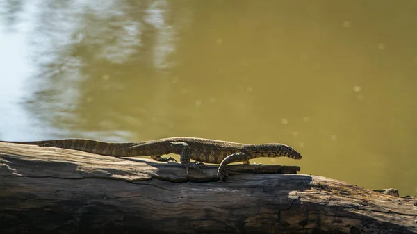 Nile monitor in Kruger National park, South Africa — Stock Photo, Image