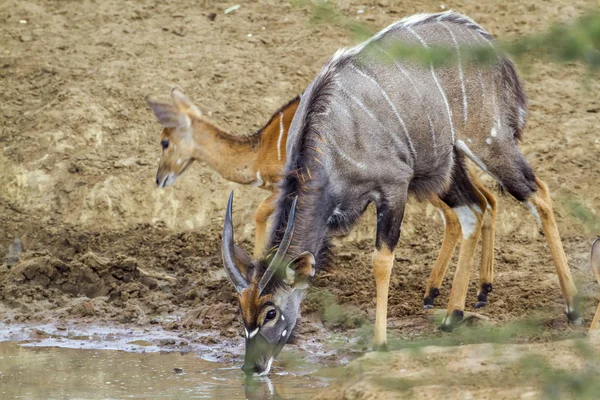 Nyala en el Parque Nacional Kruger, Sudáfrica —  Fotos de Stock