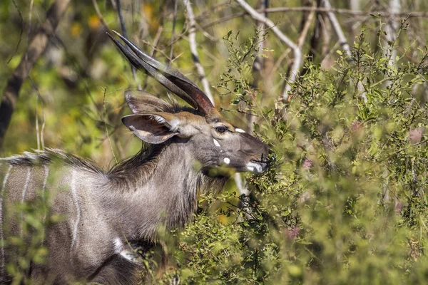 Nyala w Kruger National park, Afryka Południowa — Zdjęcie stockowe