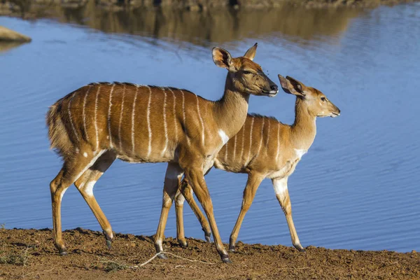 Nyala w Kruger National park, Afryka Południowa — Zdjęcie stockowe