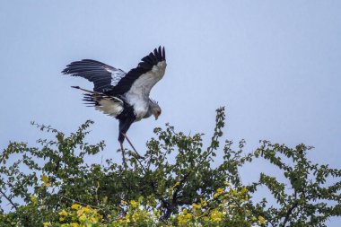Sekreter kuşu Kruger National park, Güney Afrika