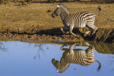 Plains zebra in Kruger National park, South Africa clipart