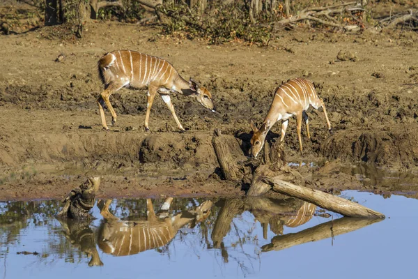 Nyala Kruger Nemzeti park, Dél-afrikai Köztársaság — Stock Fotó