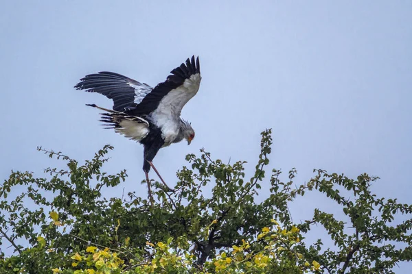 Sekreter kuşu Kruger National park, Güney Afrika