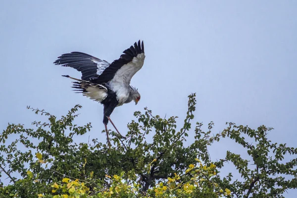 Tajemník pták v Krugerův národní park, Jihoafrická republika — Stock fotografie