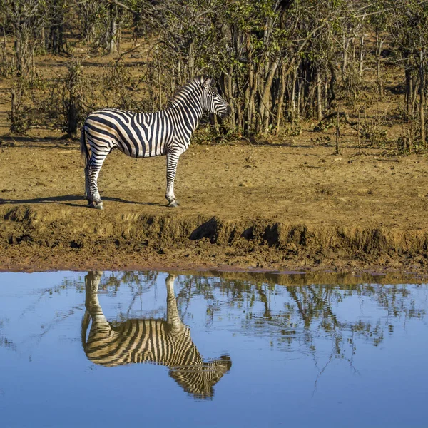 Ovalar zebra Kruger National park, Güney Afrika — Stok fotoğraf