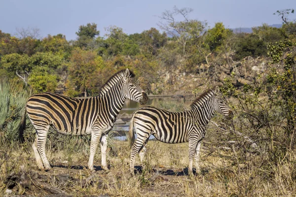 Zebra das planícies no Parque Nacional Kruger, África do Sul — Fotografia de Stock