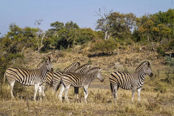 Zebra delle pianure nel Kruger National Park, Sud Africa — Foto Stock