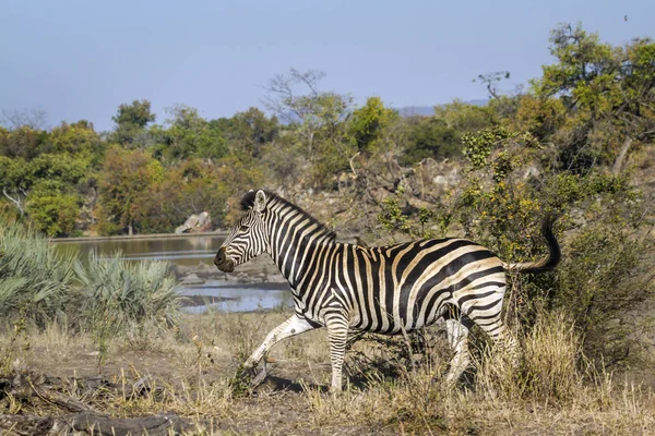 Zebra das planícies no Parque Nacional Kruger, África do Sul — Fotografia de Stock