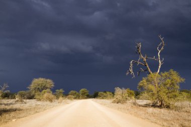 Kruger National park, Güney Afrika manzara