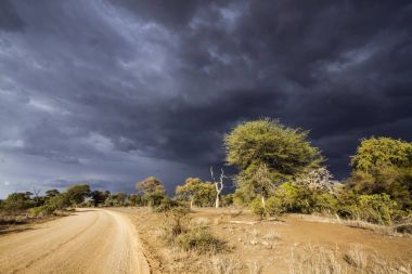 Kruger National park, Güney Afrika manzara
