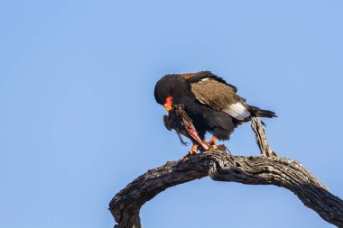 Bateleur kartal Kruger National park, Güney Afrika