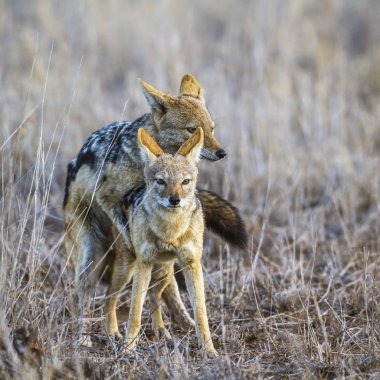 Kara sırtlı çakal Kruger National park, Güney Afrika
