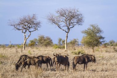 Mavi wildebeest Kruger National park, Güney Afrika