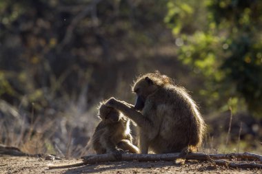 Chacma maymun Kruger National park, Güney Afrika
