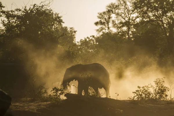 Слон Африканський Буша в Національний парк Крюгера, Південно-Африканська Республіка — стокове фото