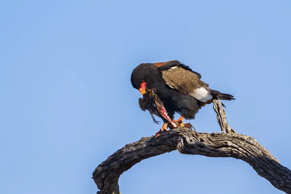 Bateleur Eagle in Kruger National Park, África do Sul — Fotografia de Stock