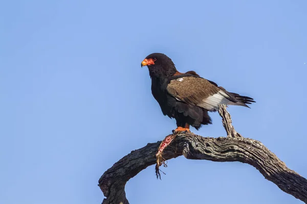 Bateleur kartal Kruger National park, Güney Afrika