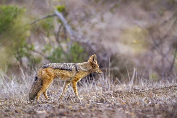 Chacal apoiado por negros no Parque Nacional Kruger, África do Sul — Fotografia de Stock