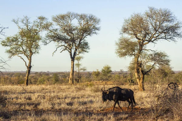 Blue Wildebeest en el Parque Nacional Kruger, Sudáfrica — Foto de Stock