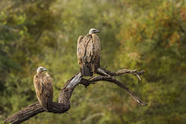 在南非克鲁格国家公园的秃鹫 — 图库照片