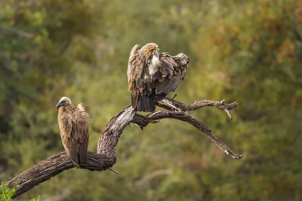 Vulturul Capului în Parcul Național Kruger, Africa de Sud — Fotografie, imagine de stoc