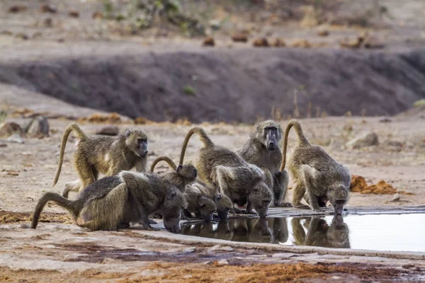 Babuino Chacma en el Parque Nacional Kruger, Sudáfrica — Foto de Stock