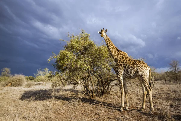 Zsiráf a Kruger Nemzeti Parkban, Dél-Afrika — Stock Fotó