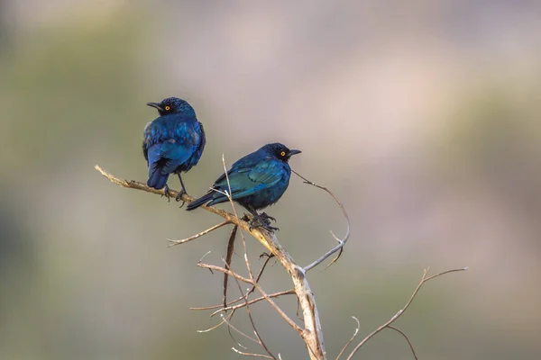 Větší modré ušatý savanová Krugerův národní park, Jižní — Stock fotografie