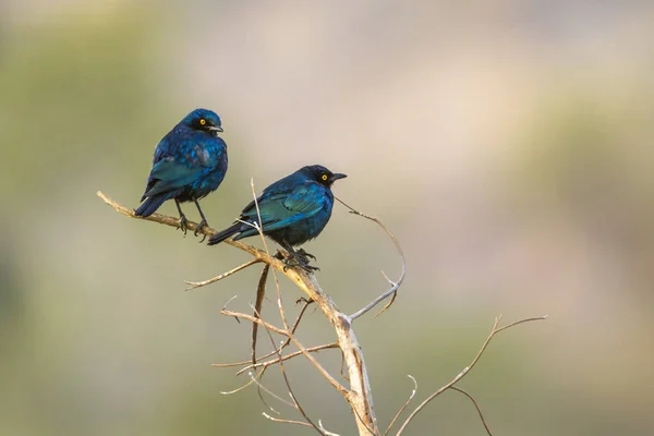 Větší modré ušatý savanová Krugerův národní park, Jižní — Stock fotografie