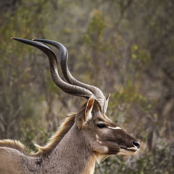Grote koedoe in Kruger National park, Zuid-Afrika — Stockfoto