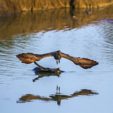 Hamerkop Kruger National park, Güney Afrika