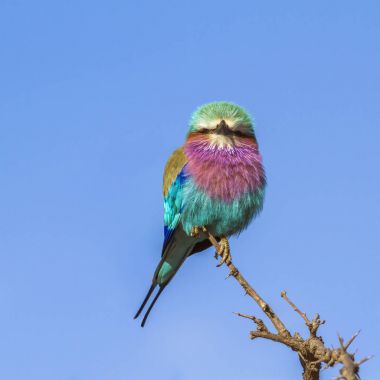Kruger Ulusal Parkı, Güney Afrika 'da leylak göğüslü bir paten.