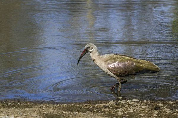 Hadada ibis in Kruger National park, South Africa — Stock Photo, Image