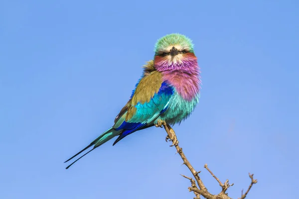 Kruger Ulusal Parkı, Güney Afrika 'da leylak göğüslü bir paten.