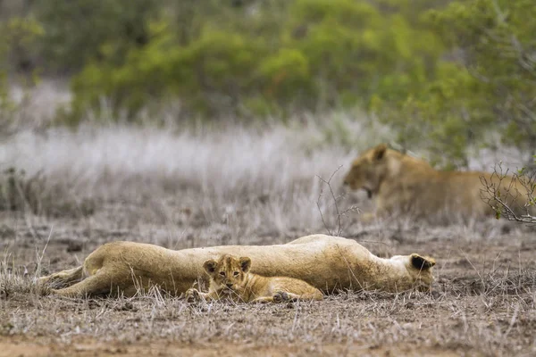 Afrikai oroszlán Kruger Nemzeti park, Dél-afrikai Köztársaság — Stock Fotó