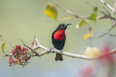 Kızıl göğüslü Sunbird Kruger National park, Güney Afrika
