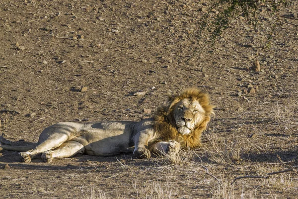 Afrikai oroszlán Kruger Nemzeti park, Dél-afrikai Köztársaság — Stock Fotó