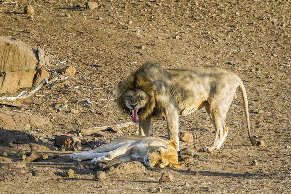 Lion d'Afrique dans le parc national de Kruger, Afrique du Sud — Photo