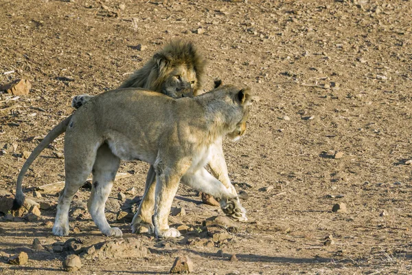 Leão africano no Parque Nacional Kruger, África do Sul — Fotografia de Stock