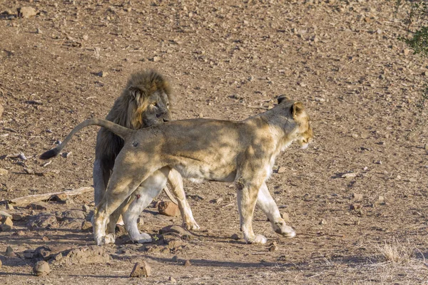 León africano en el Parque Nacional Kruger, Sudáfrica —  Fotos de Stock