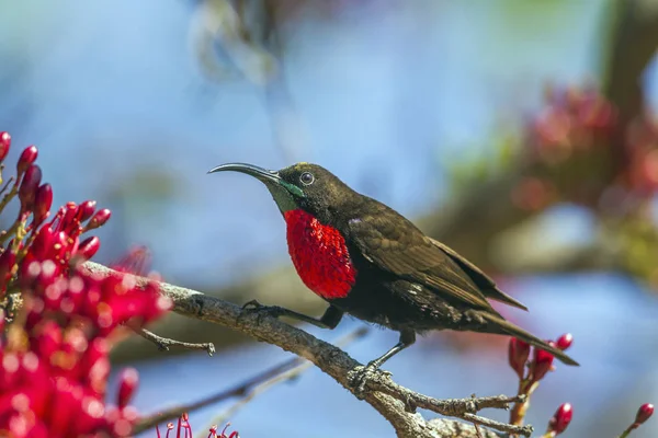 Scarlet-chested Sunbird in Kruger National park, South Africa — Stock Photo, Image