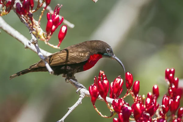 Scarlet-chested Sunbird in Kruger National park, South Africa — Stock Photo, Image