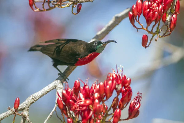 Scarlet-chested Sunbird in Kruger National park, South Africa — Stock Photo, Image