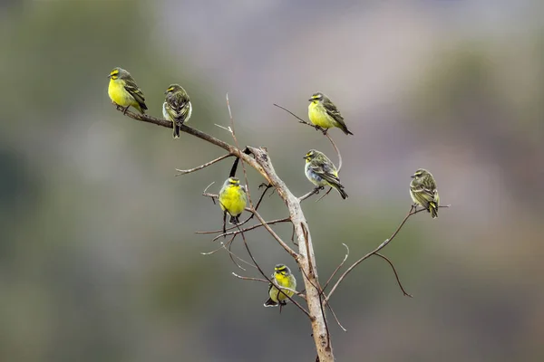 Yellow-fronted Canary in Kruger National park, South Africa — Stock Photo, Image