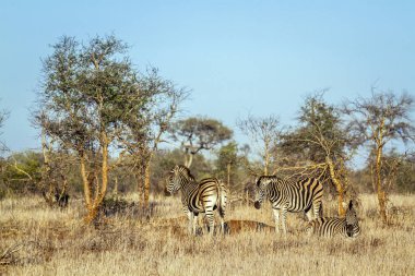 Ovalar zebra Kruger National park, Güney Afrika